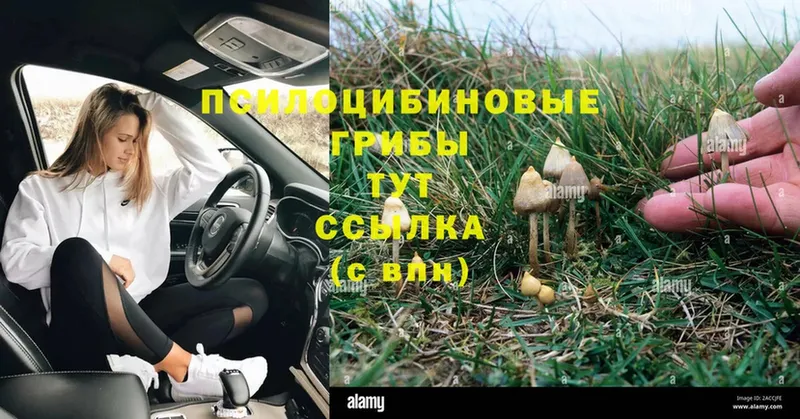 Галлюциногенные грибы Cubensis  Гаджиево 